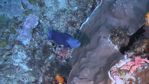 Blue Triggerfish (Odonus niger) Clip0090 Stock Footage 279919226