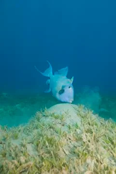 Blue triggerfish. Foto stock