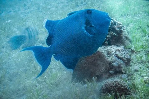 Blue triggerfish Stock Photos