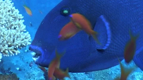 Blue Triggerfish (Pseudobalistes fuscus) Close Up Stock Footage 291092036