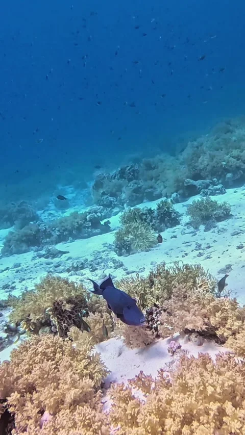 Blue triggerfish (Pseudobalistes fuscus) Stock Footage 310553172