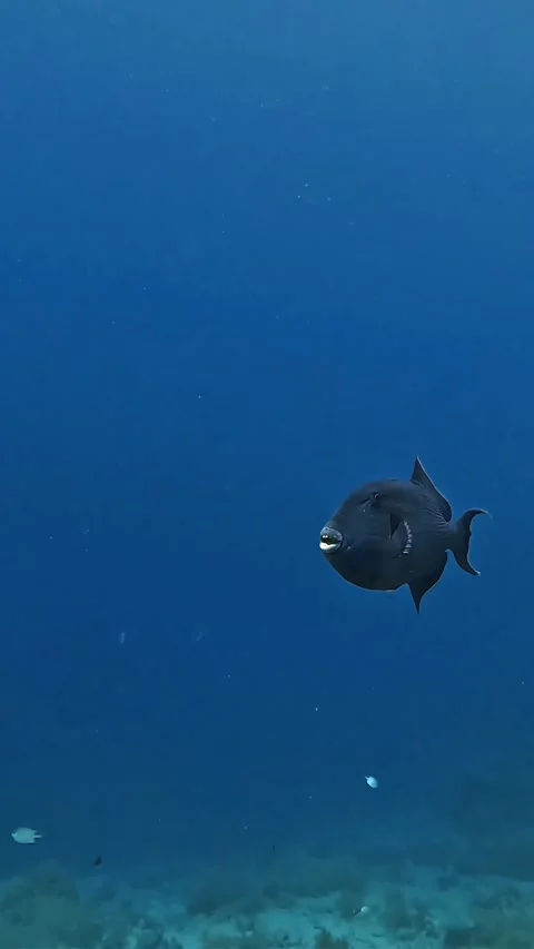 Blue triggerfish (Pseudobalistes fuscus) Stock Footage 310553296