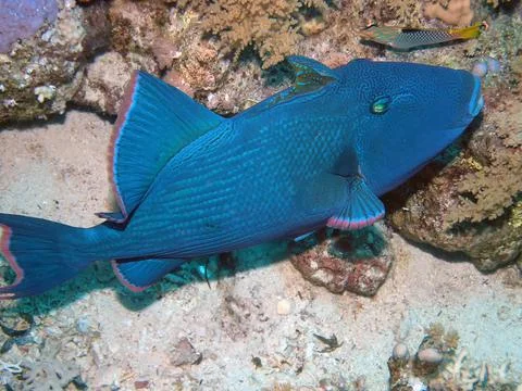 Blue Triggerfish (Pseudobalistes fuscus) Stockfoto's