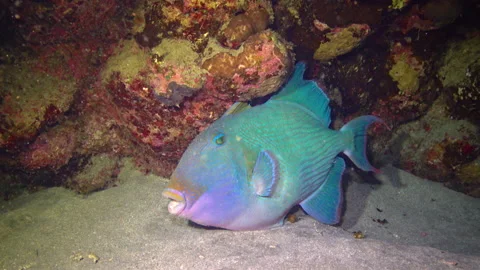 Blue triggerfish (Pseudobalistes fuscus) sleeps at night near a coral reef in Stock Footage 172254649