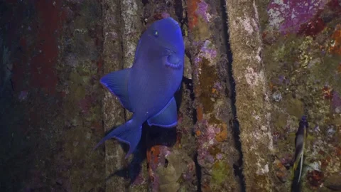 Blue Triggerfish (Pseudobalistes fuscus) swim inside hold of ferry Salem Express Stock Footage 237756470