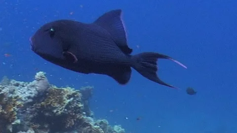 Blue Triggerfish (Pseudobalistes fuscus) Swimming Stock Footage 291091453