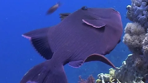 Blue Triggerfish (Pseudobalistes fuscus) Swimming, Red Sea Stock Footage 291091463