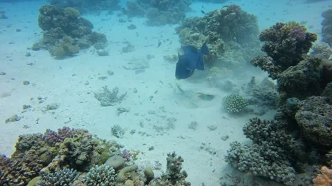 Blue Triggerfish Swimming Over Sandy Seafloor Near Coral in Red Sea Stock Footage 310570932