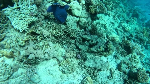 Blue Triggerfish Swimming in Ras Mohammed Vídeos de archivo 329764318