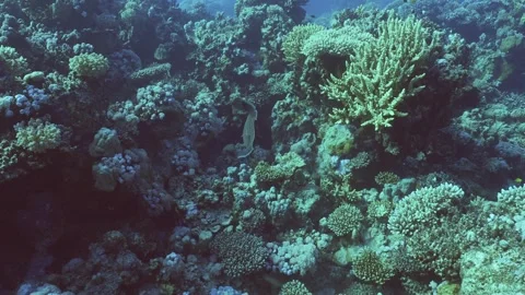Blue Triggerfish swims among hard corals on coral garden, Slow motion Stock Footage 242787336