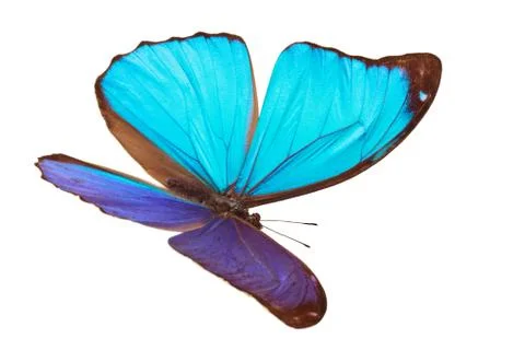 Blue tropical butterfly. Stock Photos