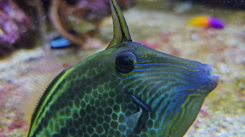 An blue tropical filefish Stock Footage 264126962
