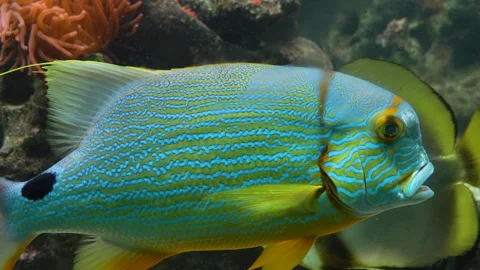 Blue tropical fish  Stock Footage 244337446