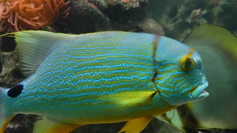 Blue Tropical fish  Stock Footage 244552245
