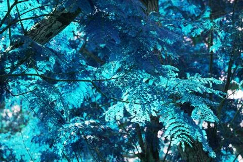 Blue tropical leaf forest background. High contrast. Stock Photos