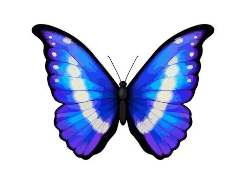 Blue tropical vector butterfly. Morpho rhetenor helena. Realistic vibrant Stock Illustration
