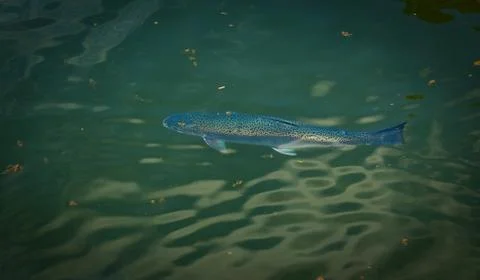 Blue trout Stock Photos