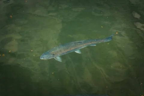 Blue trout Stock Photos