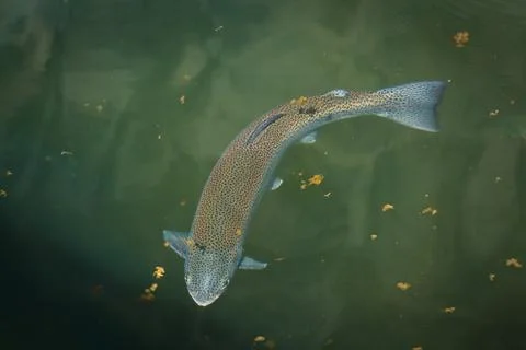 Blue trout Stock Photos