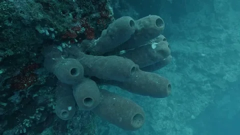 Blue Tube Sponge Cluster Vídeos de archivo 314025059