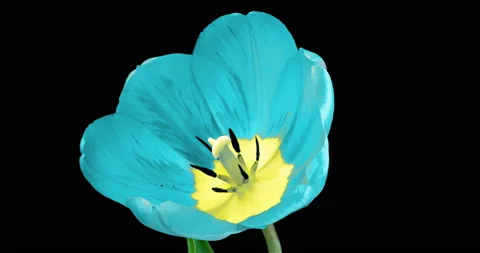 Blue tulip flower on black background, time lapse Stock Footage 140932941