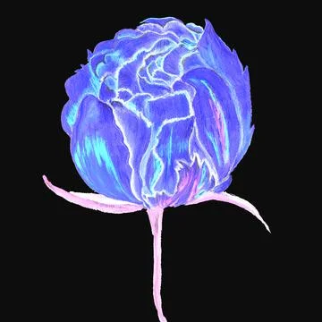 Blue tulip Stock Illustration