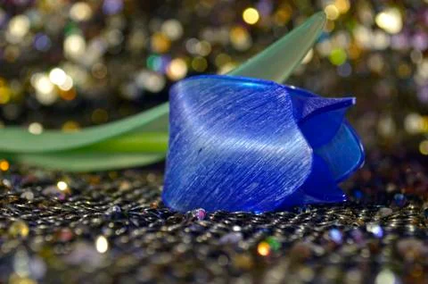 Blue tulip Stock Photos