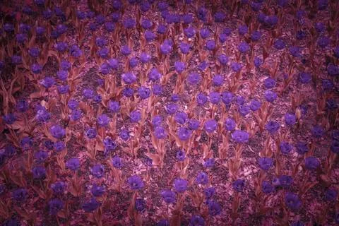 Blue tulips in full bloom growing from ground Abstract Stock Photos