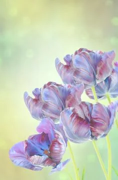 Blue tulips spring background 스톡 사진