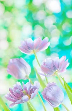 Blue tulips spring background Stock Photos