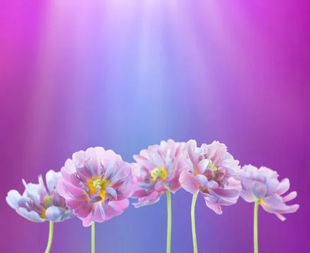 Blue tulips spring background Fotos de archivo