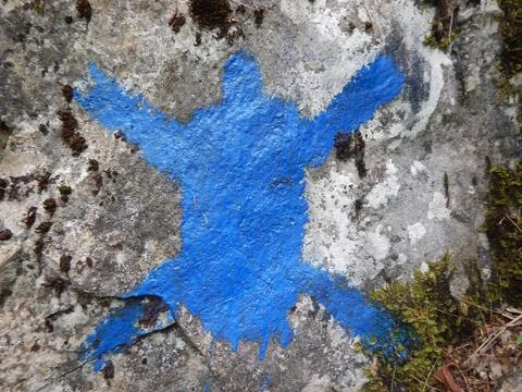 Blue Turtle Graffiti Stock Photos