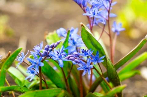 Blue Two-leaf squill, Alpine squill or Scilla bifolia Stock Photos