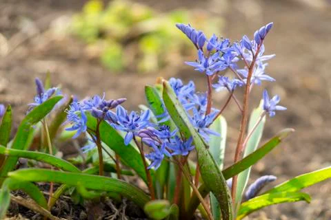 Blue Two-leaf squill, Alpine squill or Scilla bifolia Stock Photos