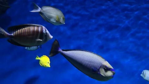 Blue underwater background Stock Footage 99653724