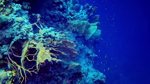 Blue Underwater View of Corals With Tiny Fish Swimming Around Video stock 321039907