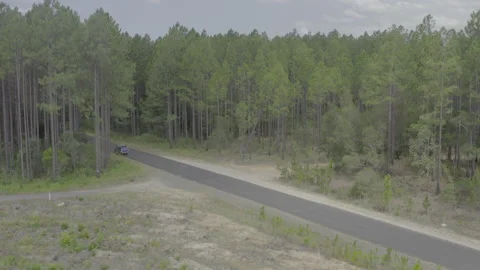 Blue Ute Cruising Through Pine Plantation on Quiet Forest Road 4K HDR Stock Footage 310481898