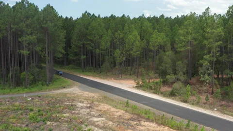 Blue Ute Cruising Through Pine Plantation on Quiet Forest Road Stock Footage 310512268
