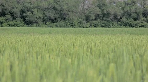 Blue van in wheat field Stock Footage 48769289
