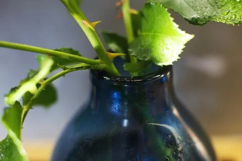 Blue vase close witha leaf of flower . detail Foto stock