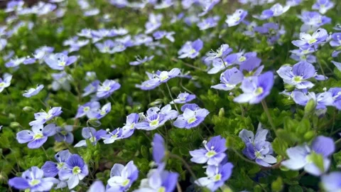 Blue Veronica flowers bloom Stock Footage 190940907