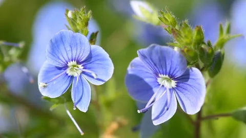 Blue Veronica flowers bloom in the spring time Stock-Footage 130274483