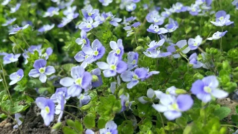 Blue Veronica flowers bloom in the spring time Stock Footage 190942947