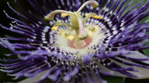 Blue vibrant flower Stock Footage 38608076