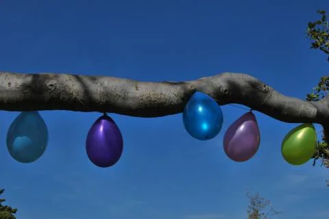 Blue & violet balloons tied to a tree branch for a celebration against blue sky Stock Photos