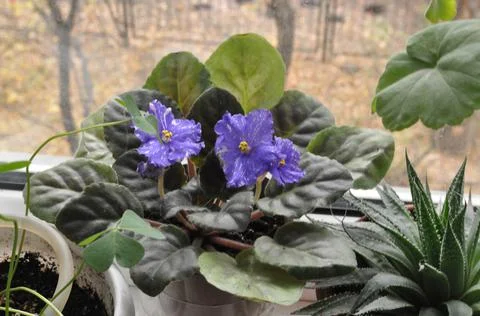 Blue violet is blooming on the windowsill Stock Photos