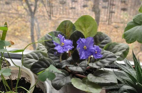 Blue violet is blooming on the windowsill Stock Photos