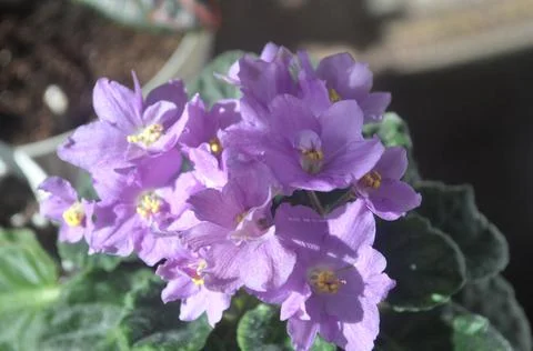 Blue violet is blooming on the windowsill Stock Photos
