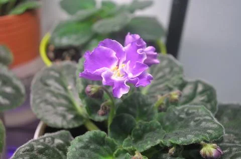 Blue violet is blooming on the windowsill Stock-Fotos