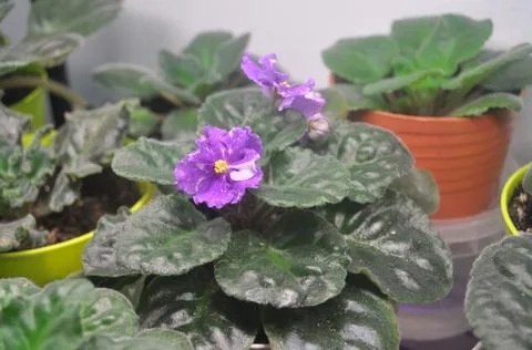 Blue violet is blooming on the windowsill Foto stock